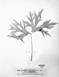 Erysiphe cruciferarum image
